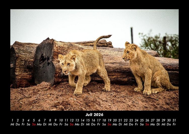 Produktbild: L&ouml;wen in der Wildnis 2026 Fotokalender DIN A3