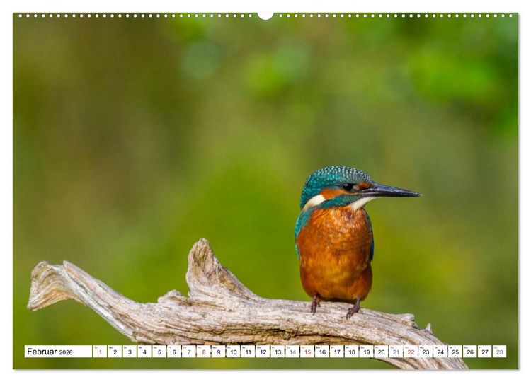 Produktbild: Eisv&ouml;gel (Alcedo atthis) - Edelsteine der Natur (hochwertiger Premium Wandkalender 2026 DIN A2 quer), Kunstdruck in Hochglanz