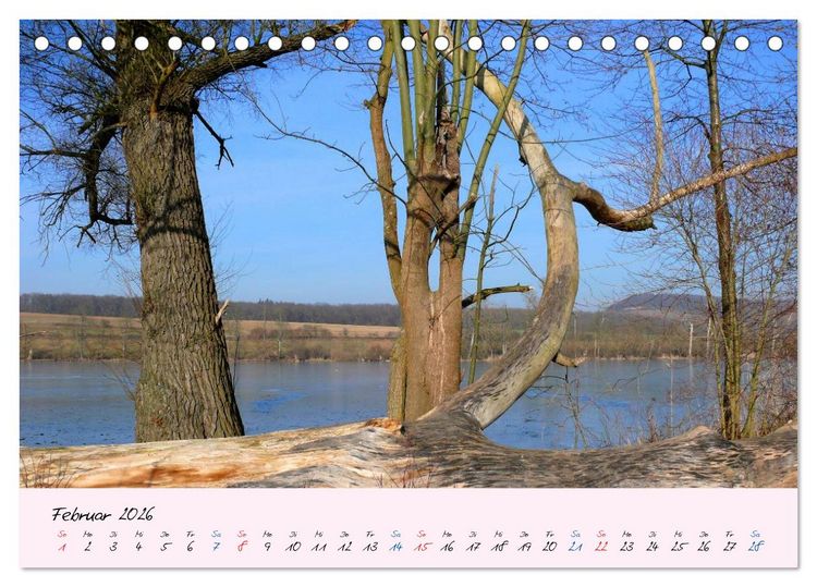 Produktbild: Wald und Baum 2026 (Tischkalender 2026 DIN A5 quer), CALVENDO Monatskalender