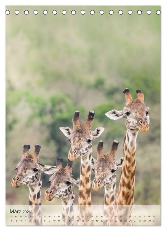 Produktbild: Emotionale Momente: Giraffen, die h&ouml;chsten Tiere der Welt. (Tischkalender 2026 DIN A5 hoch), CALVENDO Monatskalender