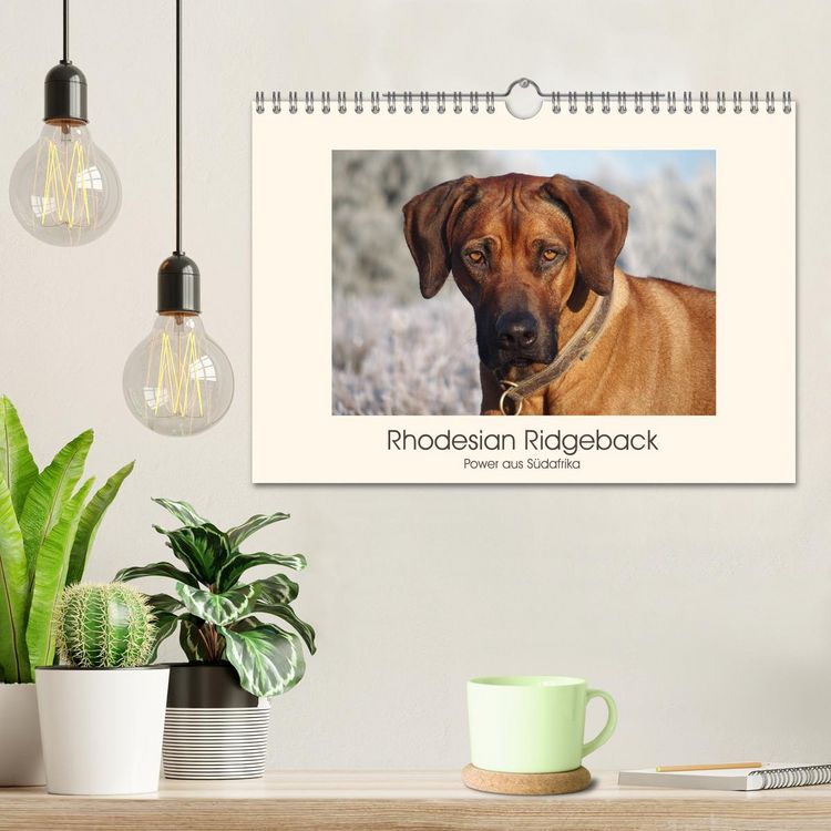 Produktbild: Rhodesian Ridgeback Power aus S&uuml;dafrika (Wandkalender 2026 DIN A4 quer), CALVENDO Monatskalender
