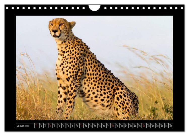 Produktbild: Afrikas Katzen (Wandkalender 2026 DIN A4 quer), CALVENDO Monatskalender