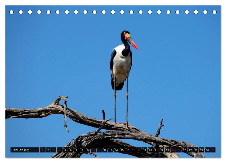 Produktbild: Faszination Botswana (Tischkalender 2026 DIN A5 quer), CALVENDO Monatskalender