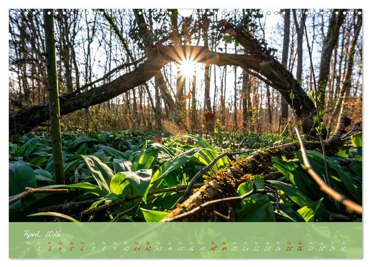 Produktbild: Waldwelten (Wandkalender 2026 DIN A3 quer), CALVENDO Monatskalender