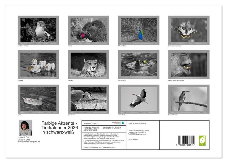 Produktbild: Farbige Akzente - Tierkalender 2026 in schwarz-wei&szlig; (hochwertiger Premium Wandkalender 2026 DIN A2 quer), Kunstdruck in Hochglanz