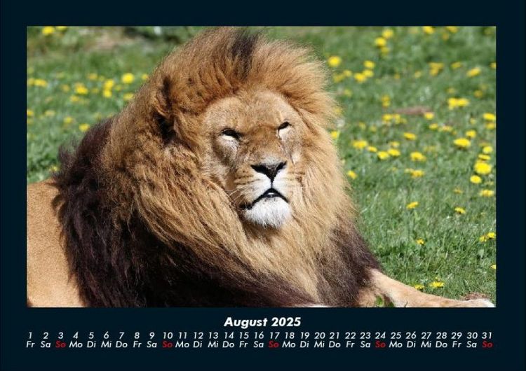 Produktbild: L&ouml;wen in der Wildnis 2025 Fotokalender DIN A4