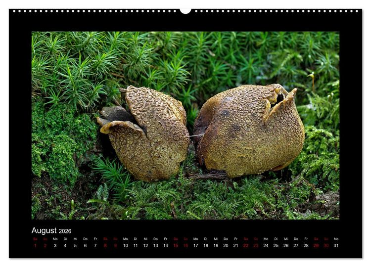 Produktbild: Pilzgalerie - Heimische Pilze aus der Region Rheinland-Pfalz (Wandkalender 2026 DIN A2 quer), CALVENDO Monatskalender
