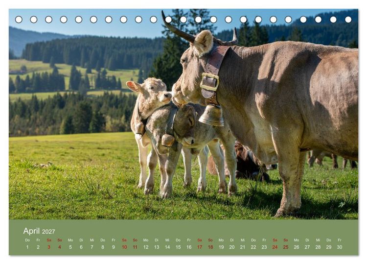 Produktbild: Allg&auml;uer Rindvieh 2027 (Tischkalender 2027 DIN A5 quer), CALVENDO Monatskalender