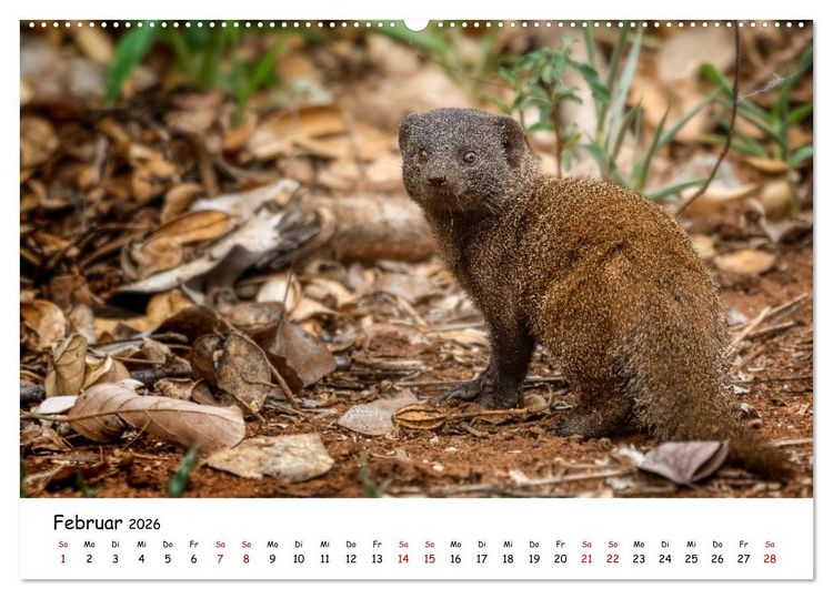 Produktbild: Afrikas kleine Stars (Wandkalender 2026 DIN A2 quer), CALVENDO Monatskalender