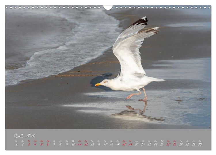 Produktbild: M&ouml;wen die Begleiter an Meer und See (Wandkalender 2026 DIN A3 quer), CALVENDO Monatskalender