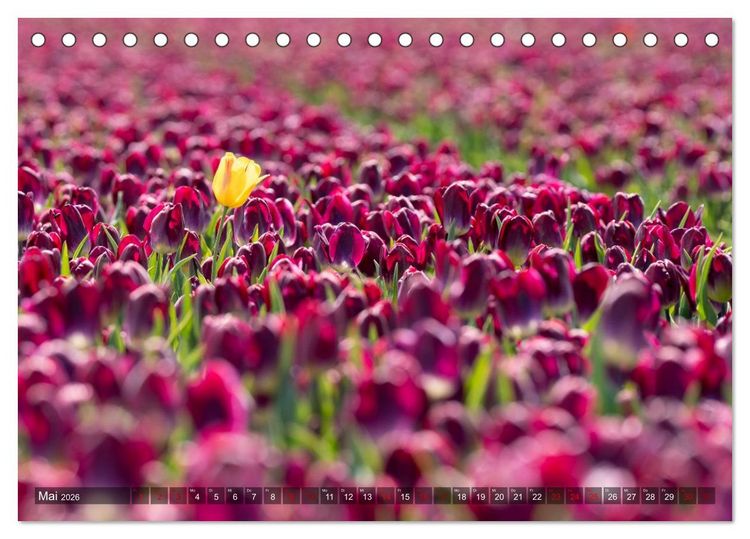 Produktbild: Tulpen - Hollands Stolz (Tischkalender 2026 DIN A5 quer), CALVENDO Monatskalender