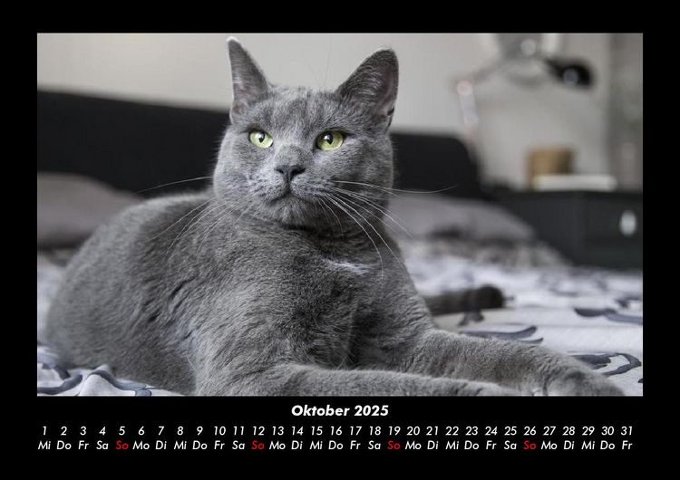 Produktbild: Katzen 2025 Fotokalender DIN A3