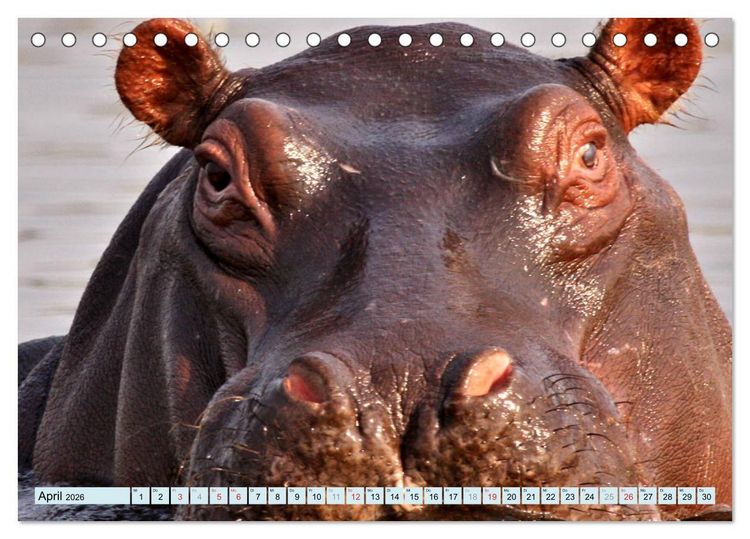 Produktbild: Tiere Schau mir in die Augen (Tischkalender 2026 DIN A5 quer), CALVENDO Monatskalender
