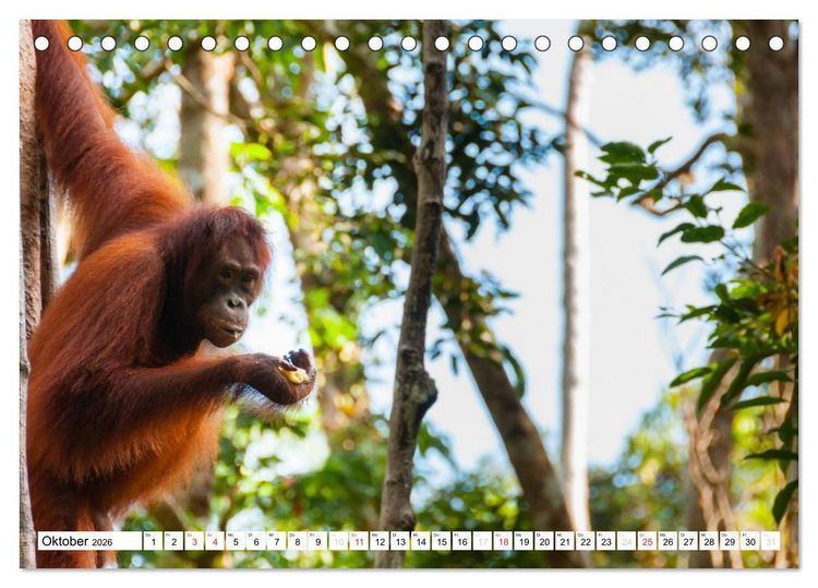 Produktbild: Orang Utans von Borneo Tierkalender 2026 (Tischkalender 2026 DIN A5 quer), CALVENDO Monatskalender