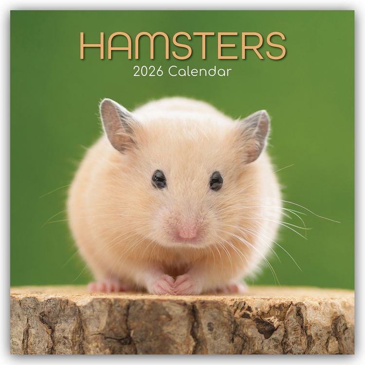 Produktbild: Hamsters – Hamster 2026 – 16-Monatskalender