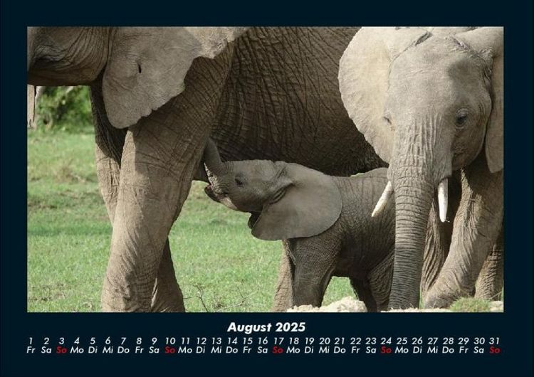 Produktbild: Elefanten 2025 Fotokalender DIN A4
