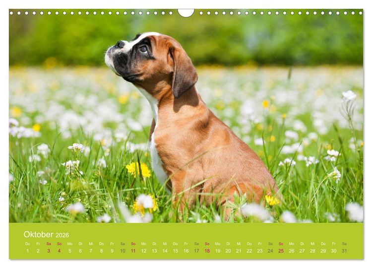 Produktbild: Welpen im Fr&uuml;hling (Wandkalender 2026 DIN A3 quer), CALVENDO Monatskalender