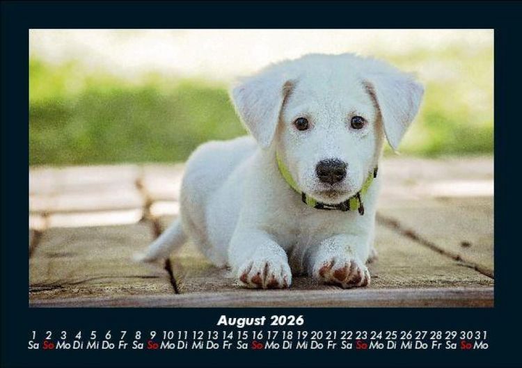 Produktbild: Hundezauber 2026 Fotokalender DIN A5