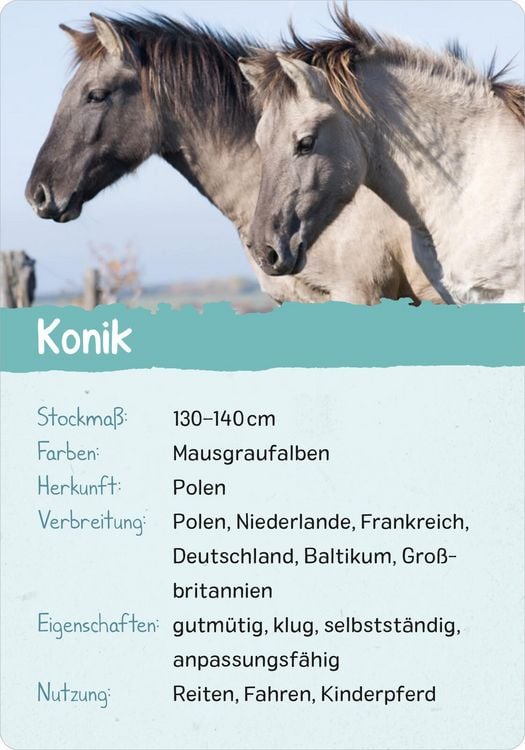 Produktbild: Naturforscher-Kids &ndash; Pferde & Ponys