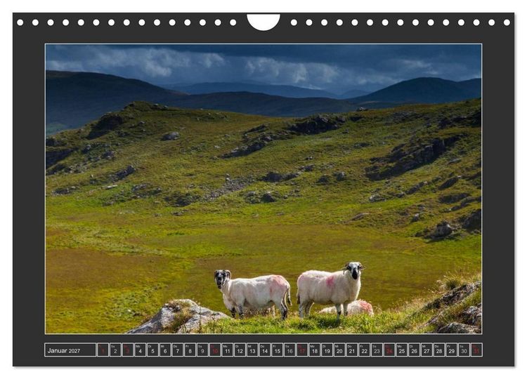 Produktbild: IRLAND - Insel der gl&uuml;cklichen Schafe (Wandkalender 2027 DIN A4 quer), CALVENDO Monatskalender