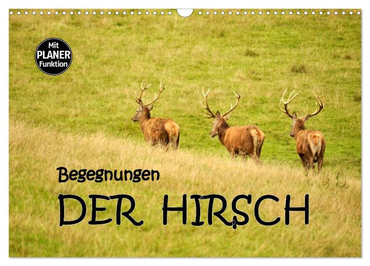 Produktbild: Begegnungen. DER HIRSCH (Wandkalender 2026 DIN A3 quer), CALVENDO Monatskalender