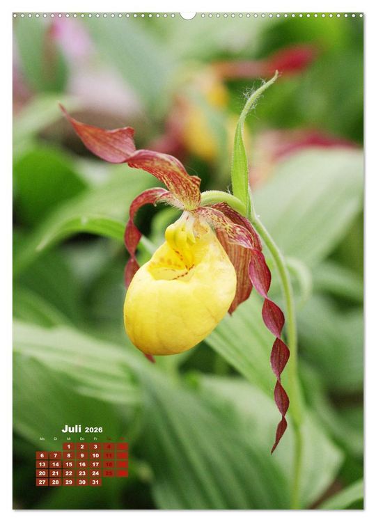 Produktbild: Orchideensch&auml;tze (hochwertiger Premium Wandkalender 2026 DIN A2 hoch), Kunstdruck in Hochglanz