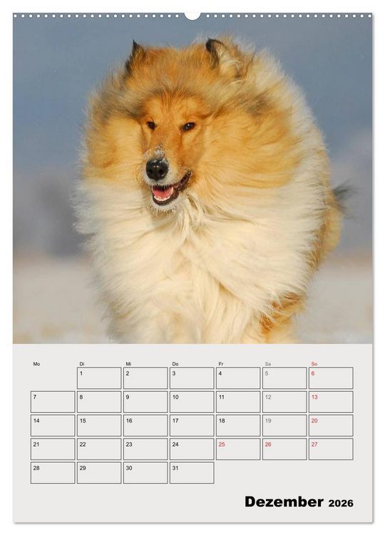 Produktbild: Collies - Freunde f&uuml;r&acute;s Leben (hochwertiger Premium Wandkalender 2026 DIN A2 hoch), Kunstdruck in Hochglanz