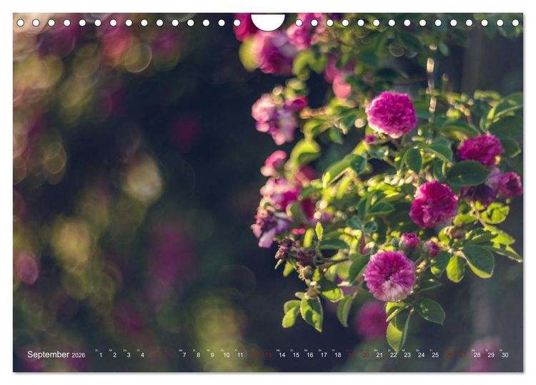 Produktbild: Die Welt der Alten Rosen (Wandkalender 2026 DIN A4 quer), CALVENDO Monatskalender