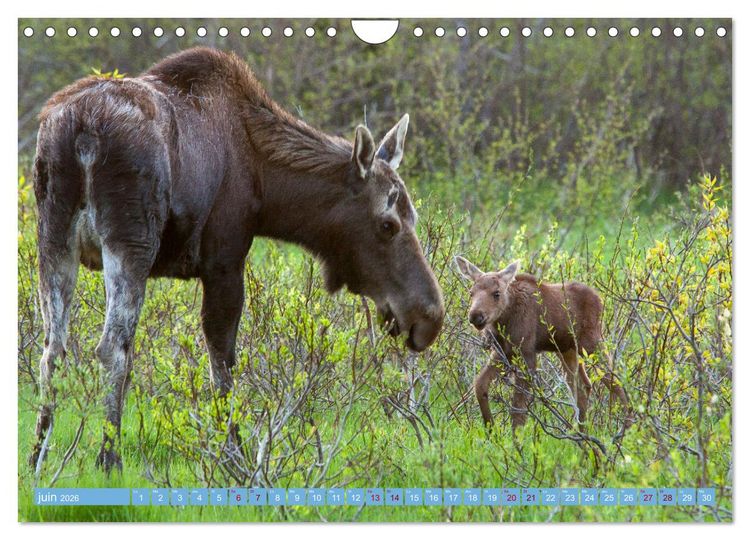 Produktbild: Un &eacute;lan de tendresse (Calendrier mural 2026 DIN A4 vertical), CALVENDO calendrier mensuel