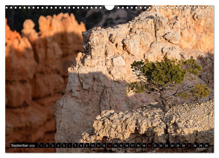 Produktbild: B&auml;ume in der Welt (Wandkalender 2026 DIN A3 quer), CALVENDO Monatskalender