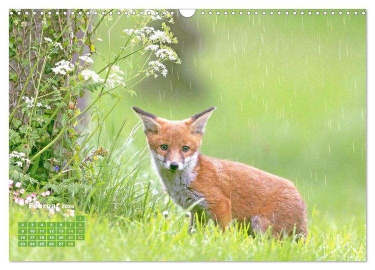 Produktbild: Der Fuchs: Kluger J&auml;ger (Wandkalender 2026 DIN A3 quer), CALVENDO Monatskalender