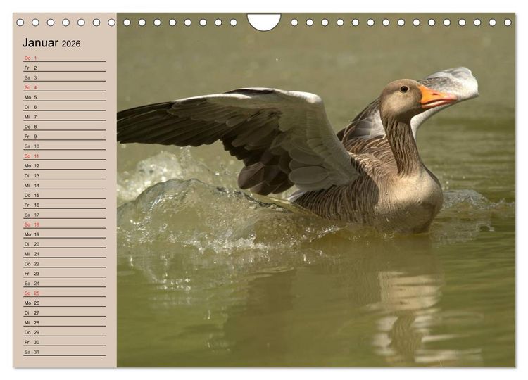 Produktbild: G&auml;nse und Enten. Schnattern, watscheln, quaken! (Wandkalender 2026 DIN A4 quer), CALVENDO Monatskalender