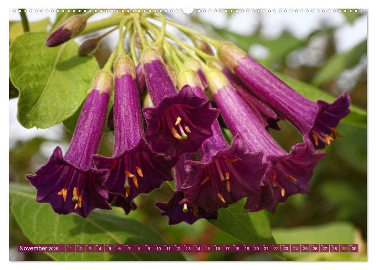 Produktbild: Flower Power - Zauberhafte K&uuml;belpflanzen (hochwertiger Premium Wandkalender 2026 DIN A2 quer), Kunstdruck in Hochglanz
