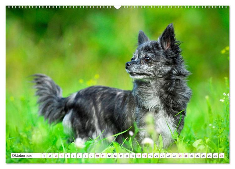 Produktbild: Enegieb&uuml;ndel Chihuahua - Temperament auf vier Pfoten (hochwertiger Premium Wandkalender 2026 DIN A2 quer), Kunstdruck in Hochglanz