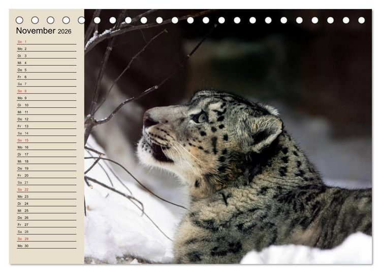 Produktbild: Schneeleoparden. Geschmeidige Gebirgsj&auml;ger (Tischkalender 2026 DIN A5 quer), CALVENDO Monatskalender
