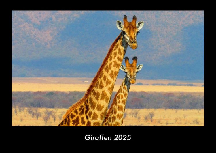 Produktbild: Giraffen 2025 Fotokalender DIN A3