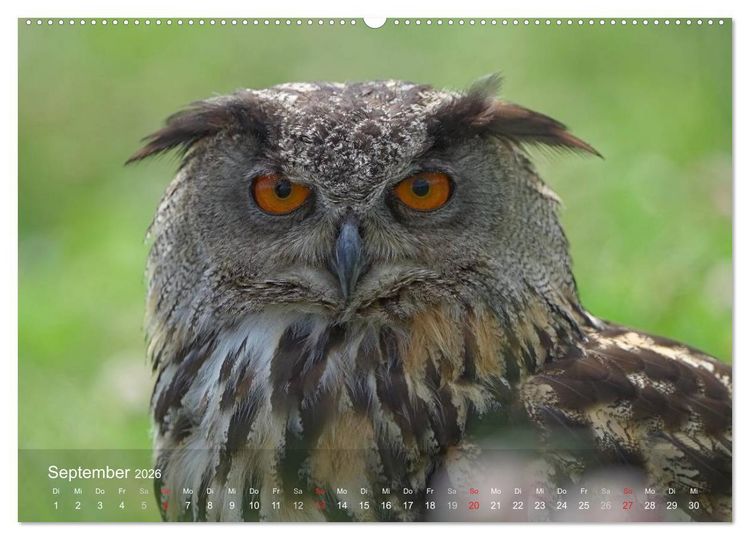 Produktbild: Eulen-Kalender (hochwertiger Premium Wandkalender 2026 DIN A2 quer), Kunstdruck in Hochglanz