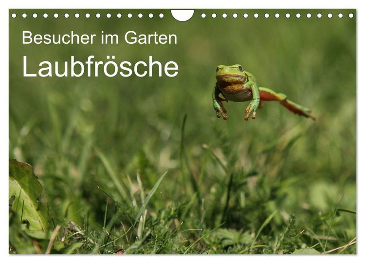 Produktbild: Besucher im Garten - Laubfr&ouml;sche (Wandkalender 2026 DIN A4 quer), CALVENDO Monatskalender
