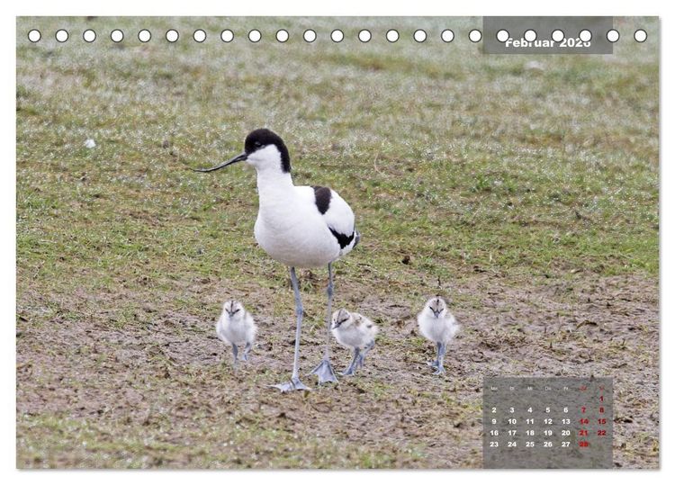 Produktbild: Naturparadies Nordstrand und Beltringharder Koog (Tischkalender 2026 DIN A5 quer), CALVENDO Monatskalender