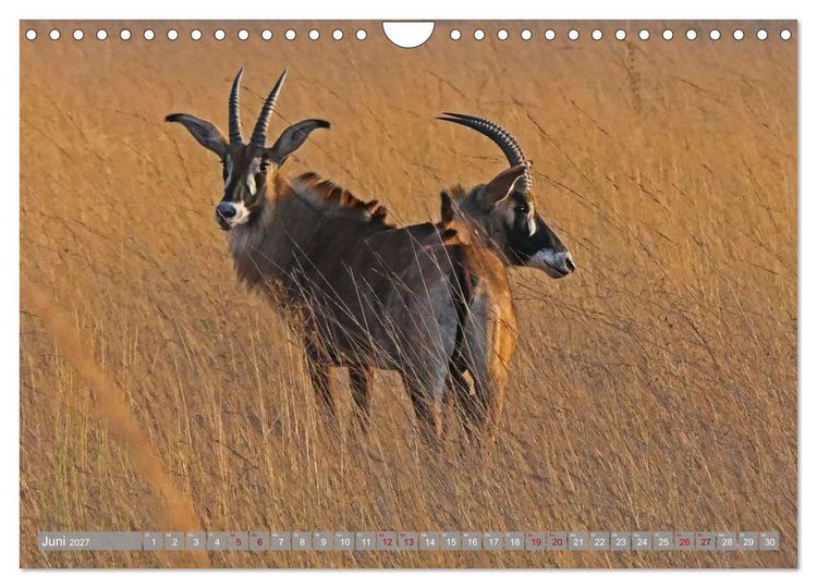 Produktbild: Unbekanntes Paradies Sambia (Wandkalender 2027 DIN A4 quer), CALVENDO Monatskalender