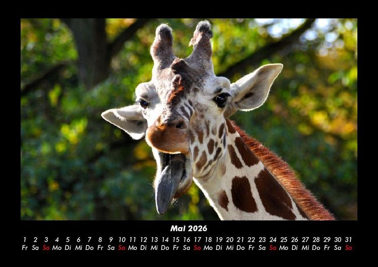 Produktbild: Giraffen 2026 Fotokalender DIN A3