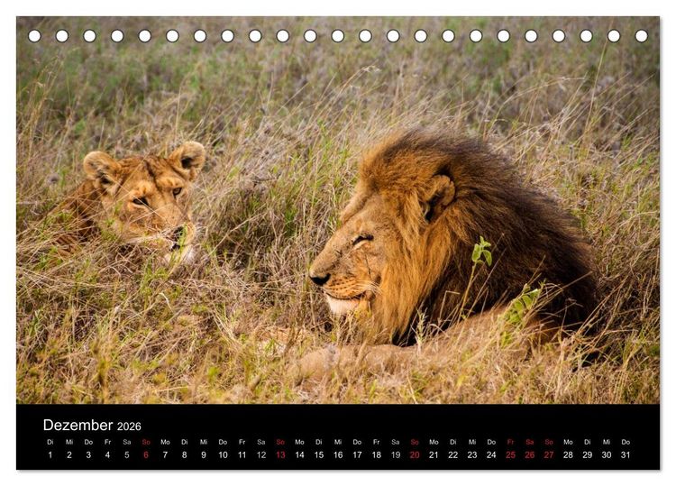 Produktbild: Wildes Afrika (Tischkalender 2026 DIN A5 quer), CALVENDO Monatskalender