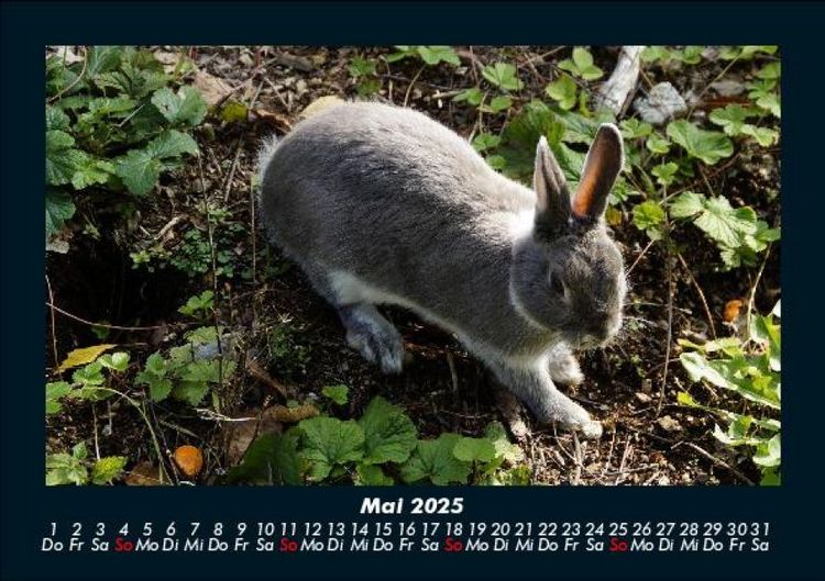 Produktbild: Haustierkalender 2025 Fotokalender DIN A5
