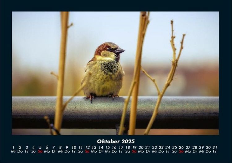 Produktbild: Waldbewohner 2025 Fotokalender DIN A4