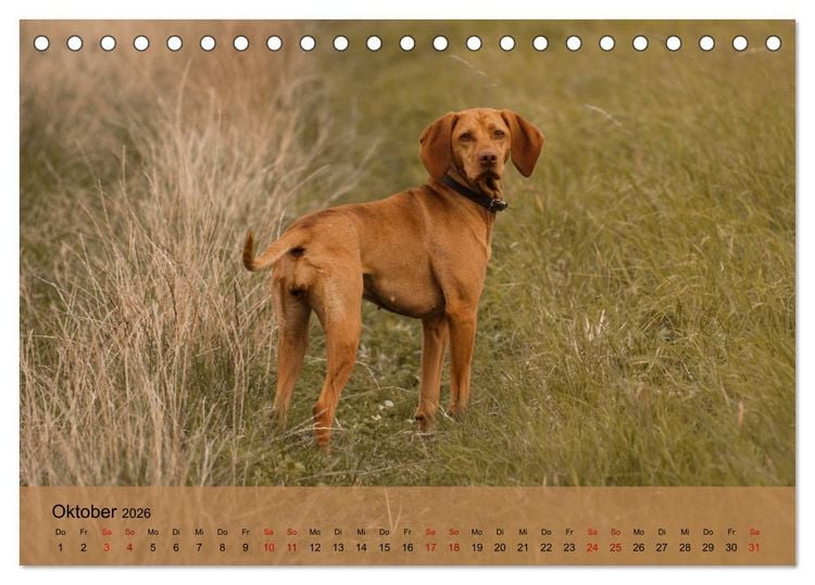 Produktbild: Magyar Vizsla - Ungarischer Vorstehhund (Tischkalender 2026 DIN A5 quer), CALVENDO Monatskalender