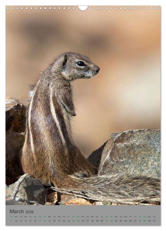 Produktbild: Wildlife of Spain (Wall Calendar 2026 DIN A3 portrait), CALVENDO 12 Month Wall Calendar