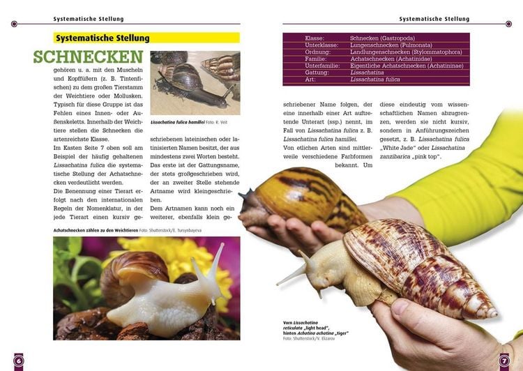 Produktbild: Achatschnecken
