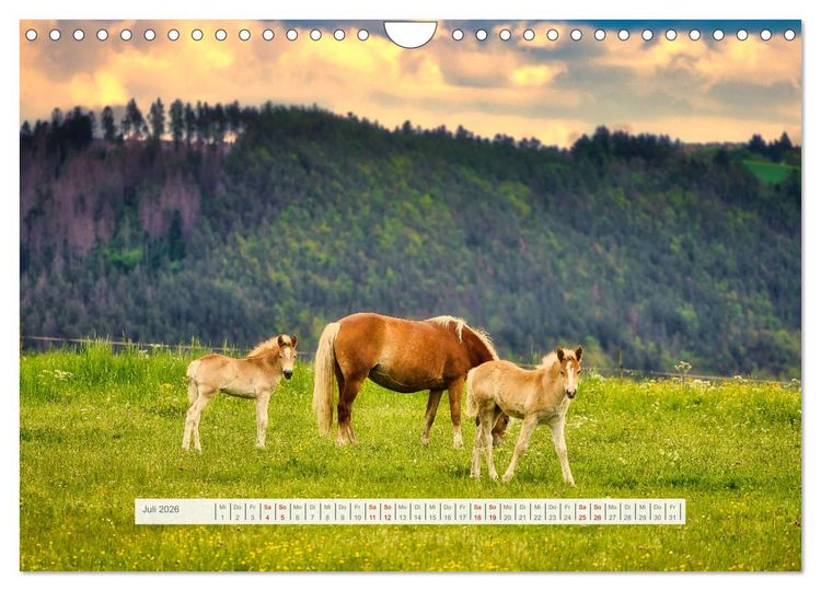 Produktbild: Haflinger im Th&uuml;ringer Wald (Wandkalender 2026 DIN A4 quer), CALVENDO Monatskalender