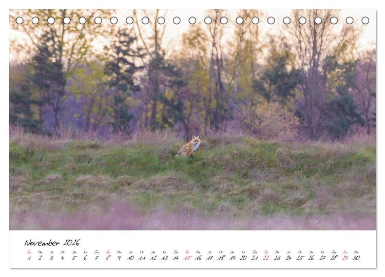 Produktbild: Fuchs entdeckt - im Naturparadies der Mecklenburgischen Seenplatte (Tischkalender 2026 DIN A5 quer), CALVENDO Monatskalender