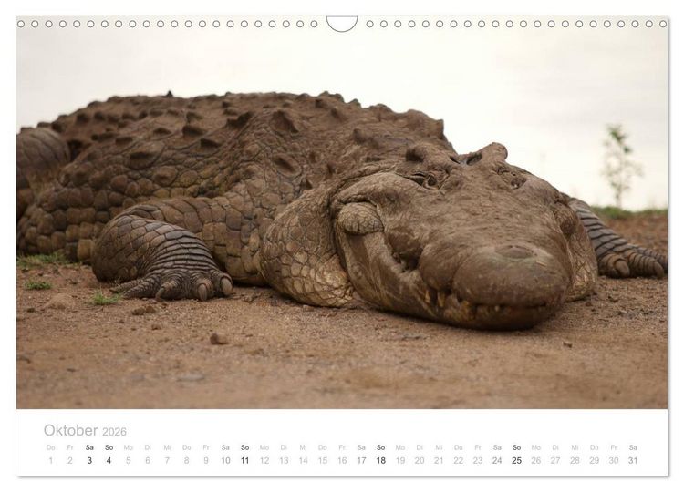 Produktbild: Tierische Gl&uuml;cksmomente mit Weisheiten (Wandkalender 2026 DIN A3 quer), CALVENDO Monatskalender